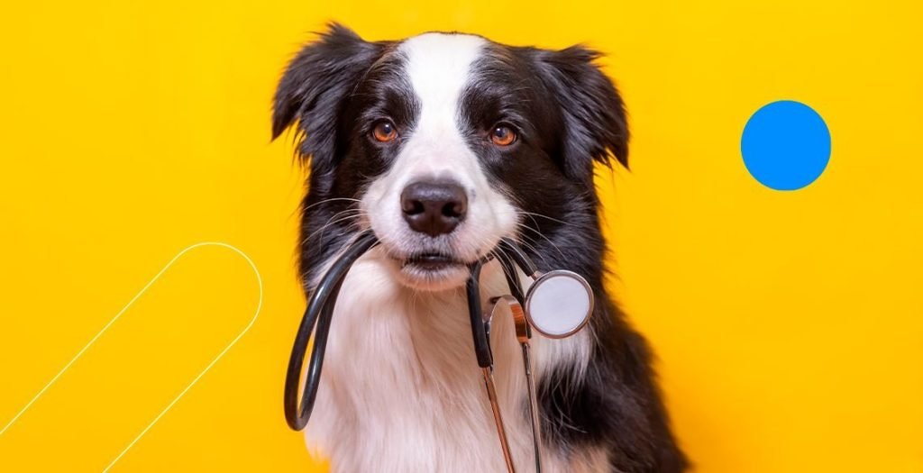 Cachorro com estetoscópio na boca em frente a fundo amarelo