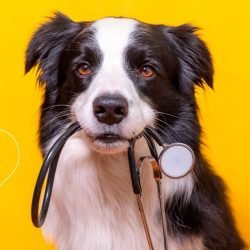 Cachorro com estetoscópio na boca em frente a fundo amarelo